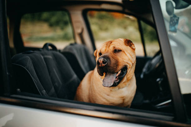 Dog enjoying ride with his owner