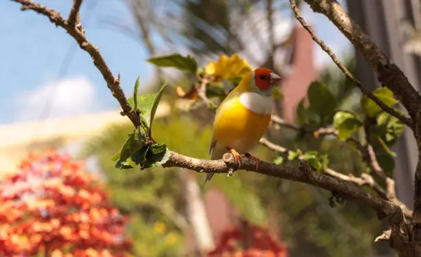 Orange and yellow Lady gouldian finch Erythrura gouldiae bird on a tree branch.