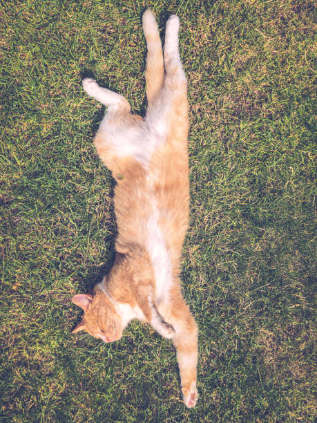 istock Portrait of a ginger tom cat sunbathing on grass lawn 1179214504