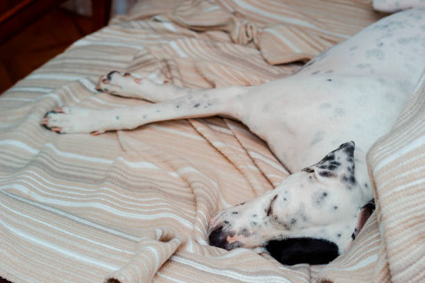 istock dog sleeping at home on couch 1179216931