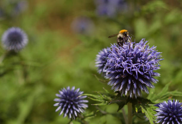 istock bumblebee on blue flowers Echinops 11 1179218389