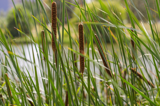 Typha anginatifolia perennial water and marsh herbaceous plant species of the genus Rogoz 2