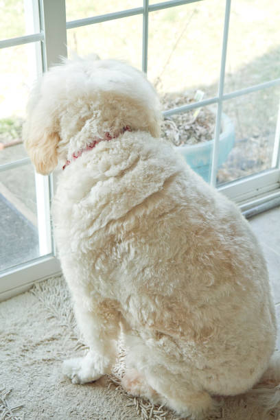 istock White Golden Doodle Dog Chilling  by Kitchen Window 1179221399