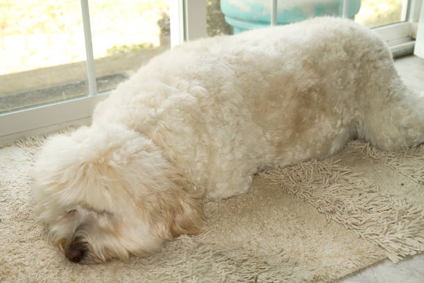 istock White Golden Doodle Dog Chilling  by Kitchen Window 1179221400