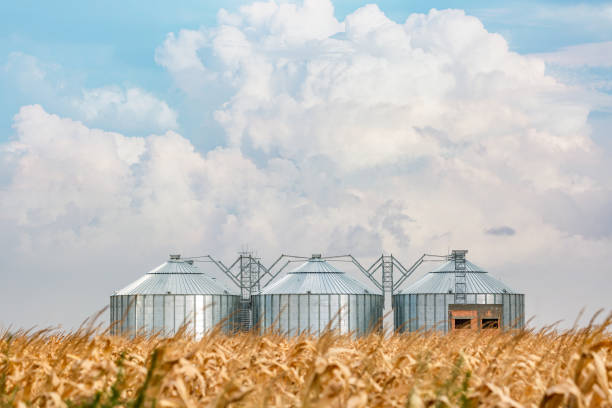 istock Silos in a corn field on a beautiful day 1179221909