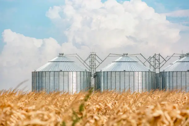 Modern metal silos in a corn field on a beautiful day with beautiful clouds in background.