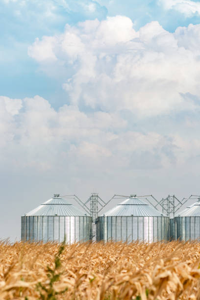 istock Silos in a corn field on a beautiful day 1179221970