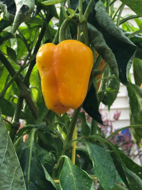 istock Yellow pepper ripening on the vine 1179223682
