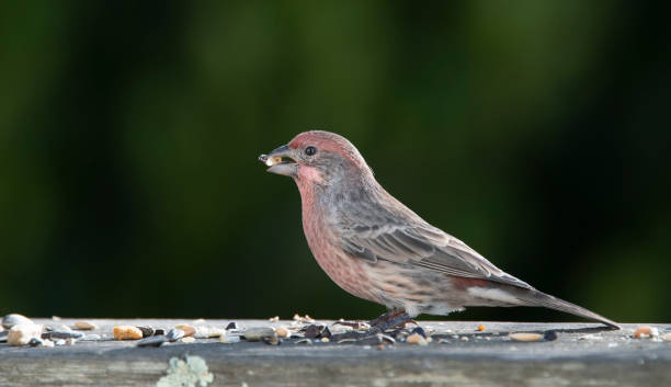 istock House finch 1179224710