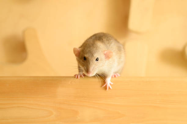 istock Cute rat climbs on wood 1179224997