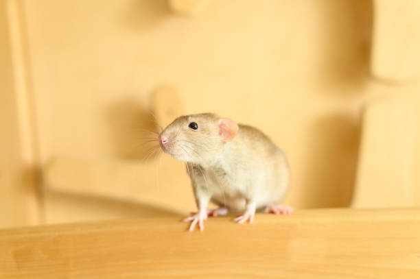 istock Cute rat climbs on wood 1179225048