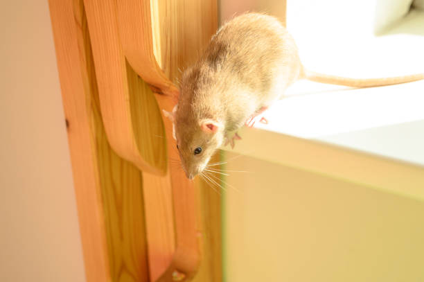 istock cute rat off the window sill 1179225093
