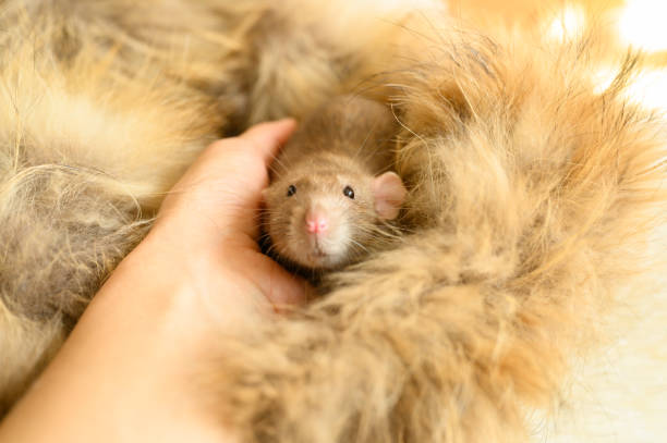home cute rat in a cage on a blurred background and hand with a bagel