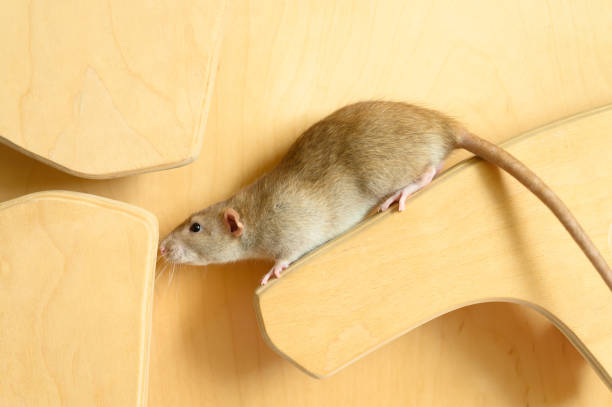 istock Cute rat climbs on wood 1179226299
