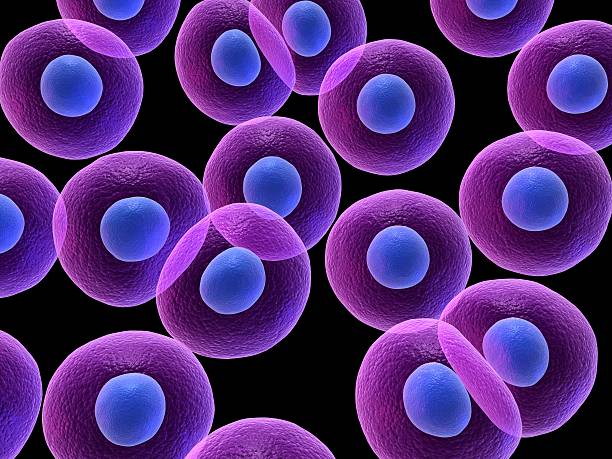 세포 - cytoblast 뉴스 사진 이미지