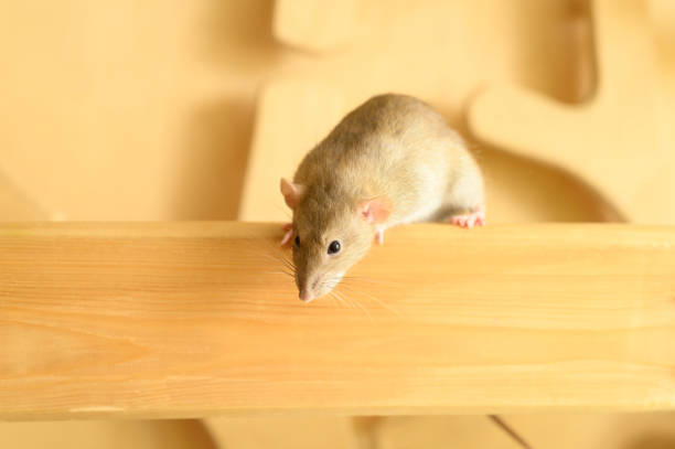 istock Cute rat climbs on wood 1179230103