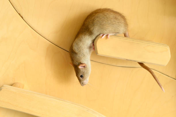 istock Cute rat climbs on wood 1179230136