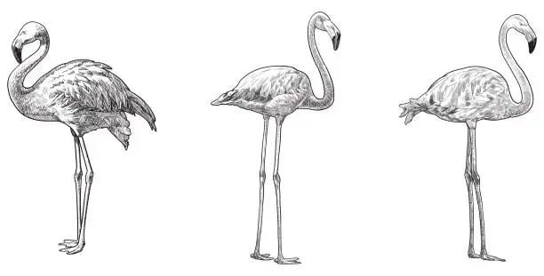 Vector illustration of Vector drawings of flamingo