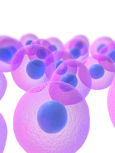 세포 - cytoblast 뉴스 사진 이미지