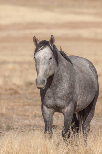 istock Wild Horse in the Utah Desert 1179232660
