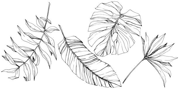 Vector Exotic tropical hawaiian summer. Black and white engraved ink art. Isolated leaf illustration element. Vector Exotic tropical hawaiian summer. Palm beach tree jungle botanical leaves. Black and white engraved ink art. Leaf plant botanical garden floral foliage. Isolated leaf illustration element. tropical climate stock illustrations