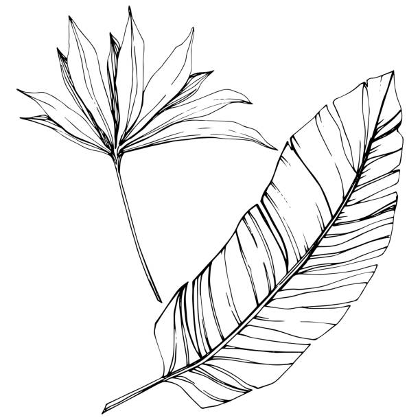 istock Vector Exotic tropical hawaiian summer. Black and white engraved ink art. Isolated leaf illustration element. 1179233144