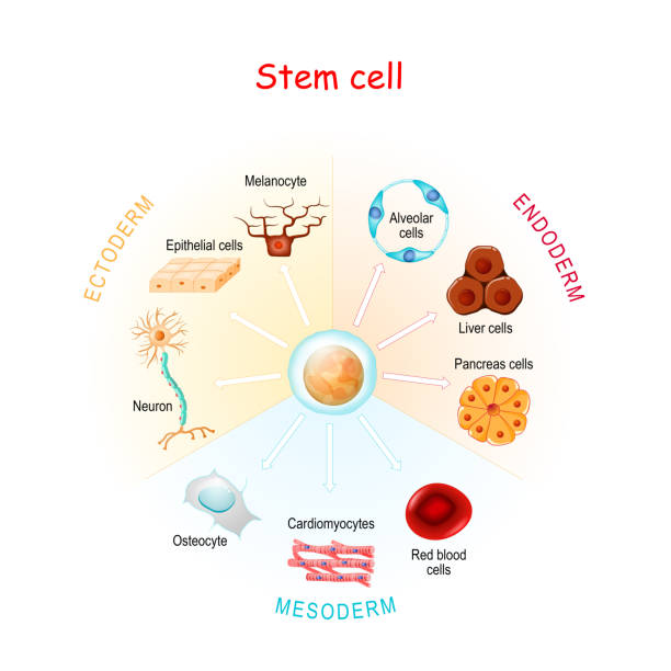 стволовая клетка - melanocyte stock illustrations