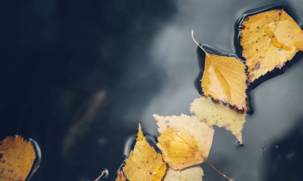 istock Puddle surface background with fallen yellow leaves on water. 1179234197