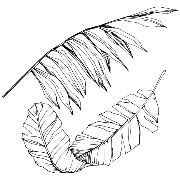 istock Vector Exotic tropical hawaiian summer. Black and white engraved ink art. Isolated leaf illustration element. 1179235507