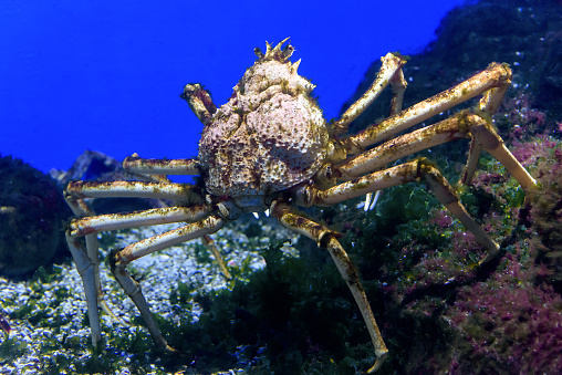 Spider crab underwater. Ocean and sea life close-up. Giant Japanese crab is walking along bottom.