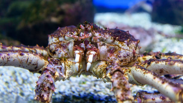 istock Sea crab underwater. Marine life close-up. 1179235813