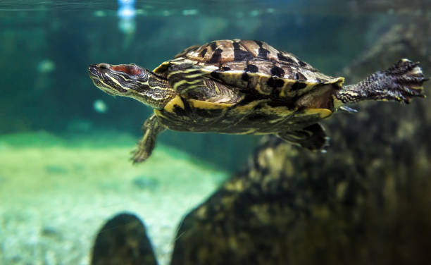 istock Turtle swim underwater. Live turtle in large aquarium. 1179235855
