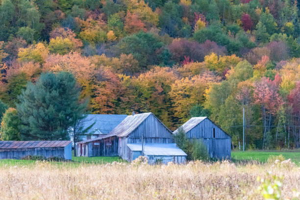 istock Hut in the forest in Canada 1179237060