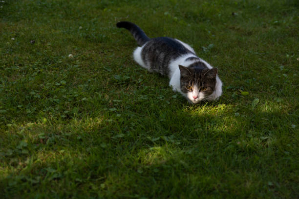 istock Young cat hunts on the grass 1179238303