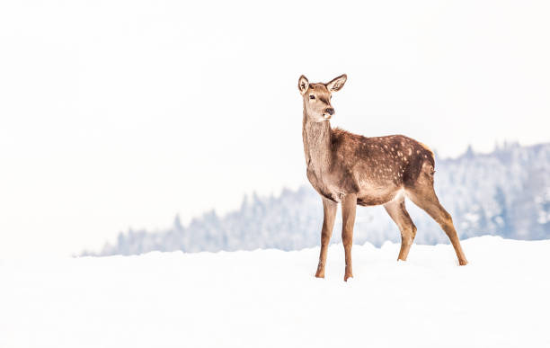 roe deer in winter snow roe deer in winter snow roe deer frost stock pictures, royalty-free photos & images
