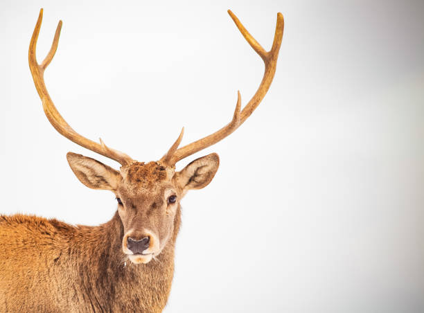 istock noble deer male in winter snow 1179240029