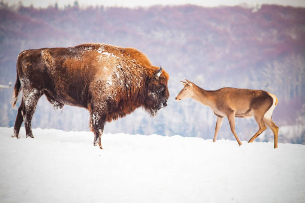 europäische bisons und hirsche im winter - auroch stock-fotos und bilder