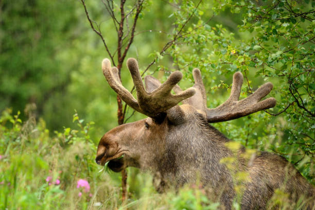 istock Wild Bull Moose in autumn,, Norway 1179241185