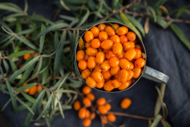 buckthorn maduro, fresco do mar, hippophae em uma caneca do estanho. colheita, estilo vintage. foco seletivo - sea buckthorn - fotografias e filmes do acervo