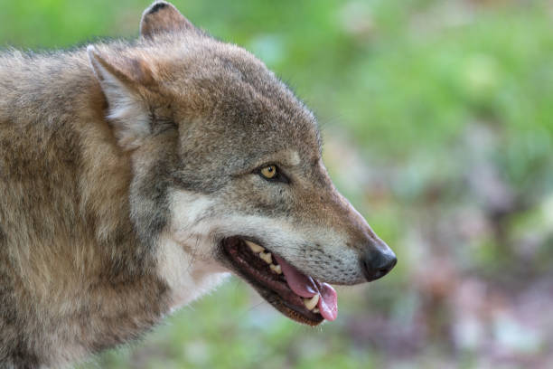 Wolf Snout Pictures Stock Photos, Pictures & Royalty-Free Images - iStock