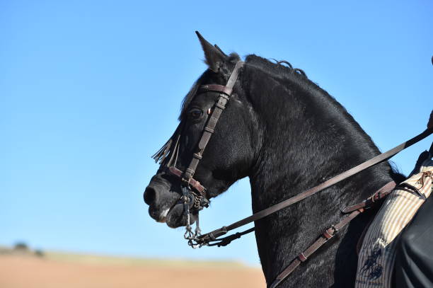 istock Horse in spain in the field 1179245380