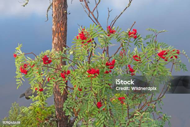 Mountainn Ash Berries In The Fall Stock Photo - Download Image Now - Ash, Beauty, Beauty In Nature