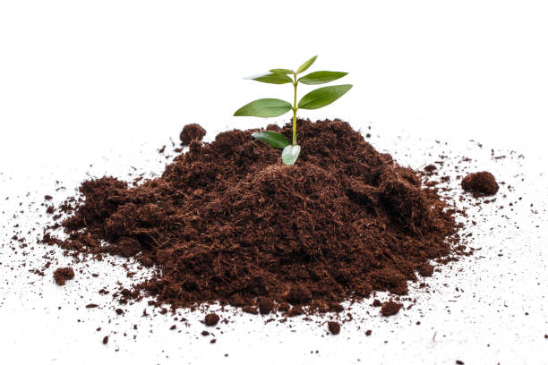 Small green sprout in soil stock photo