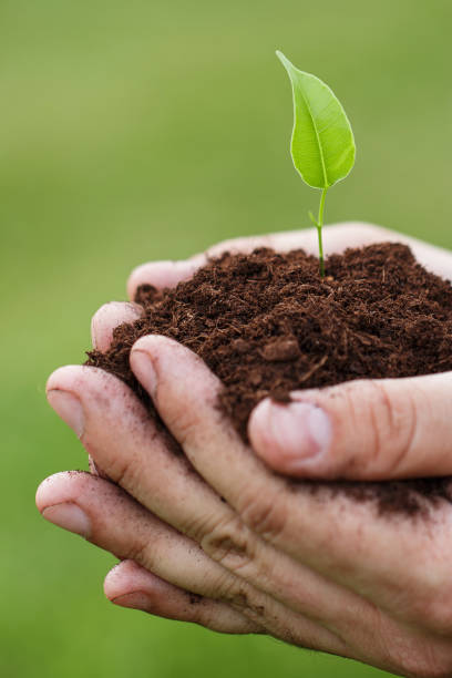 istock Male hands with a green sprout 1179245566