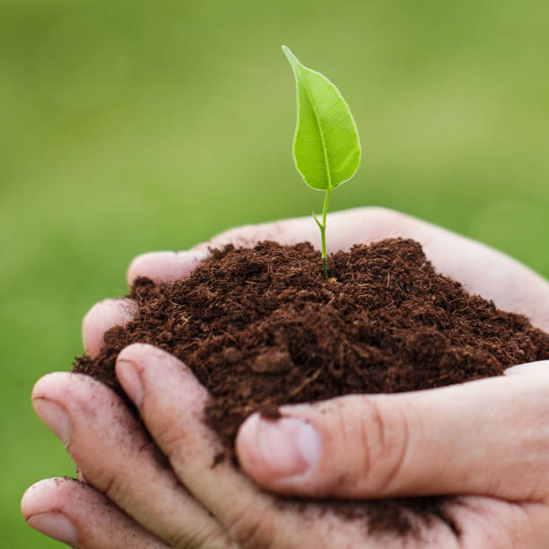 istock Male hands with a green sprout 1179246223