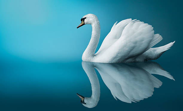 Swan Fantastic swan swan at dawn stock pictures, royalty-free photos & images