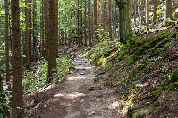 istock Mountain trail in a forest in Giant Mountains 1179247509