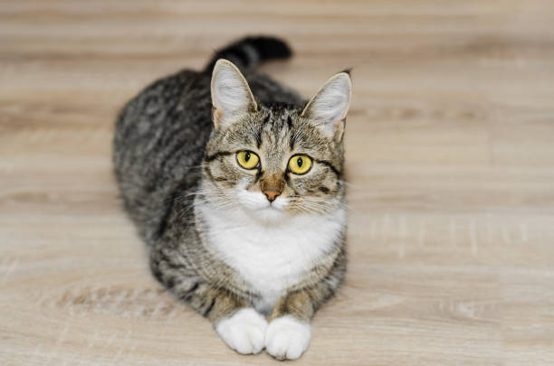 istock Grey cat with tufts on the ears, lying on the floor. Selective focus 1179247568