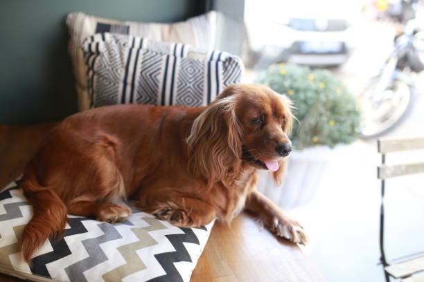 istock english cocker spaniel on the sofa in indoor cafe 1179249965