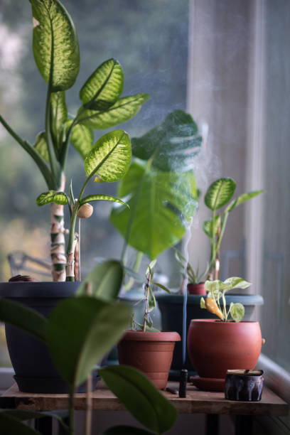 istock Flowers in a pot on a window sill at the window 1179250693